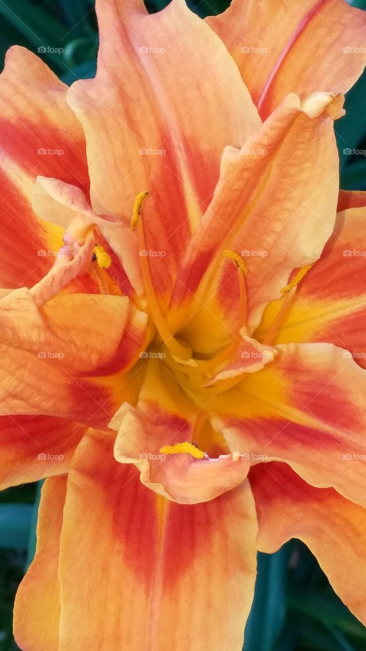 Flower, Nature, No Person, Flora, Color