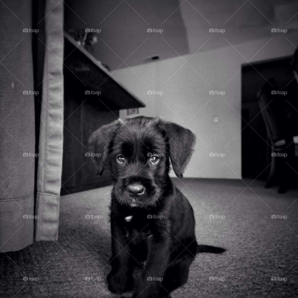 black dog puppy pet by jehugarcia