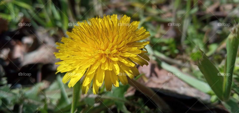 dandelion