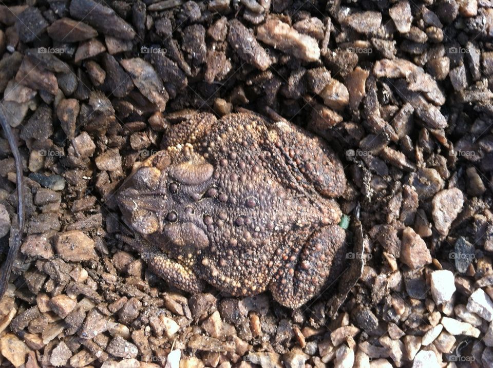 Toad in hiding