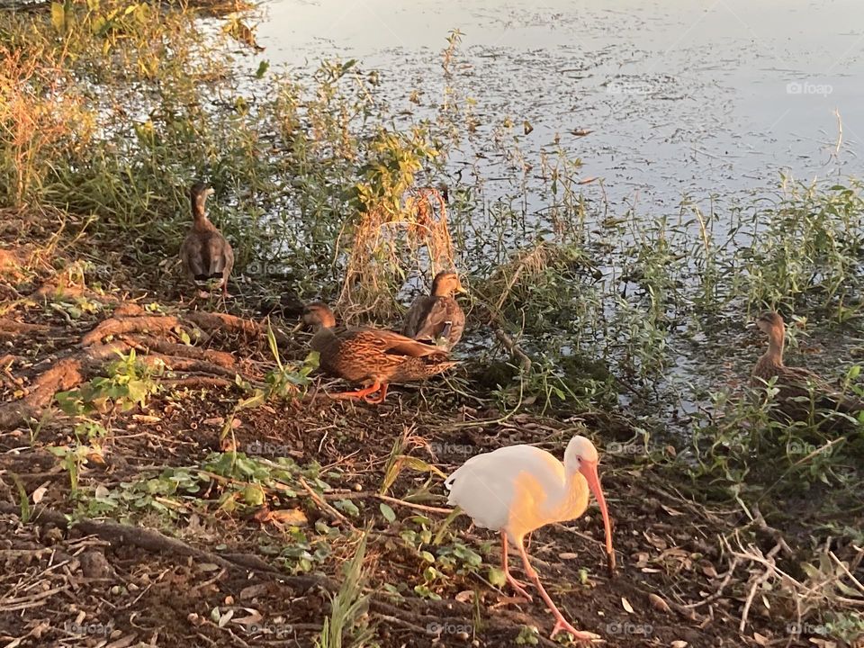 Ducks eating at sunrise 