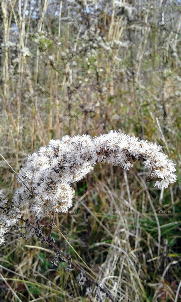 Wildflowers