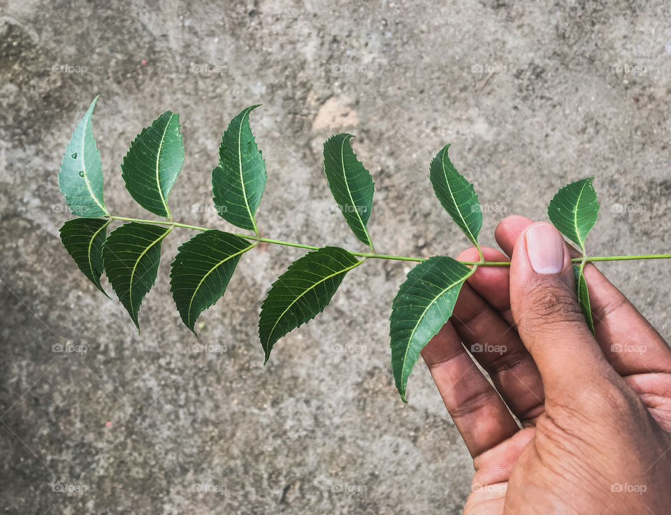 Neem leaves from India 🍃