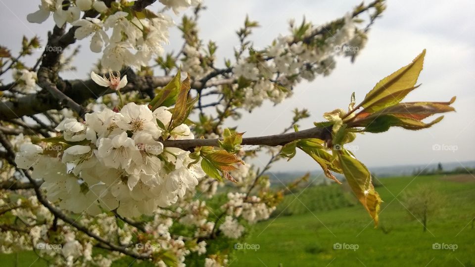 White Flowers in a tree