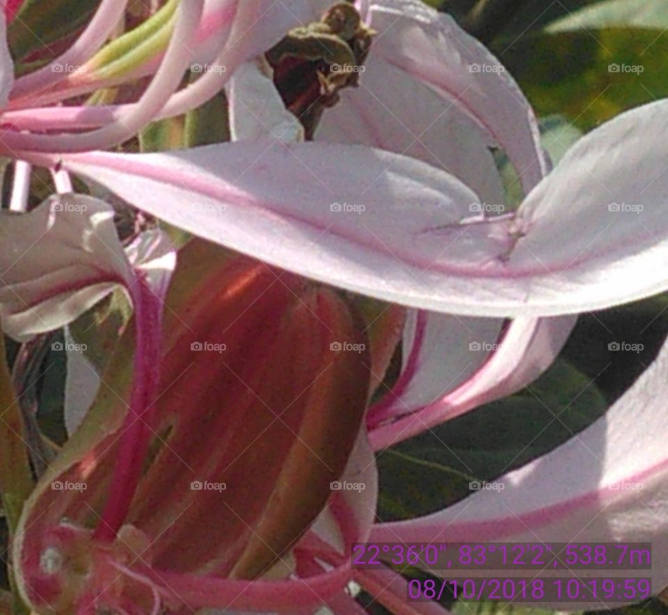 this is a very nice flowers of this session.