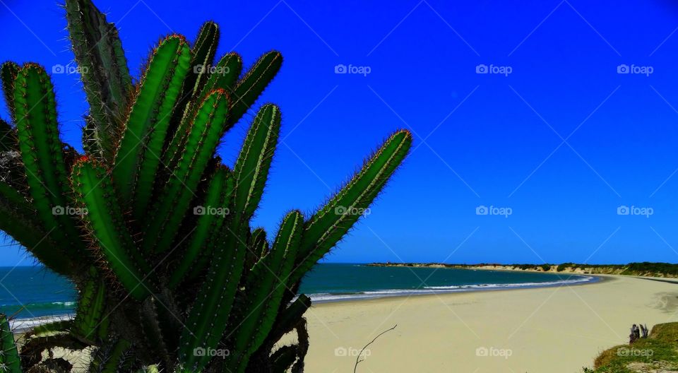 Cactus on the beach. A tipical Brazilian cactus