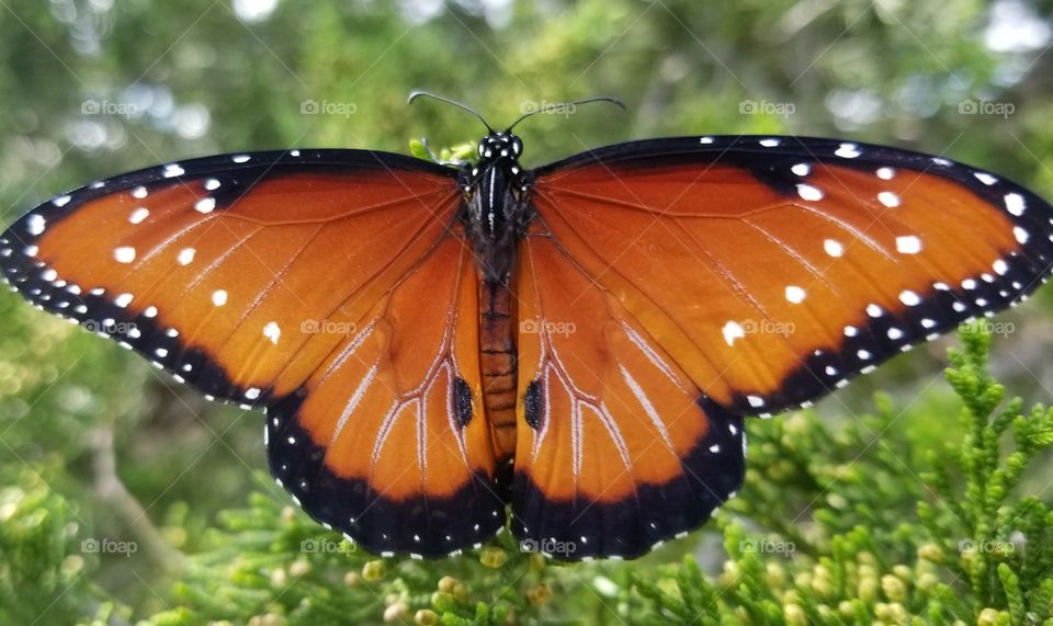 A male Queen butterfly (Danaus gilippus) rests on a mountain cedar (juniperus ashei) with fully outstretched wings.