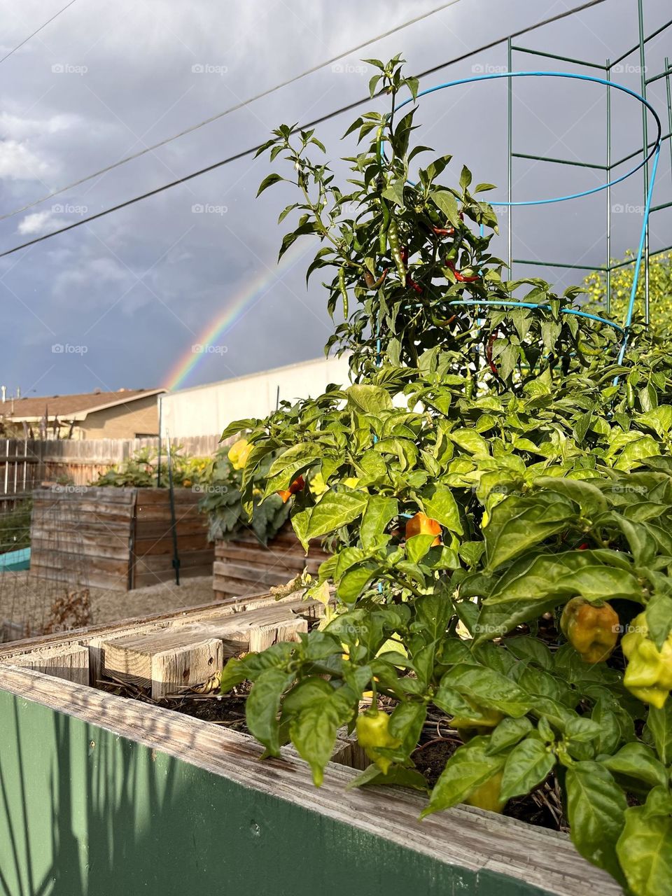 A beautiful green garden, complete with rainbow, after a Salt Lake City thunderstorm!