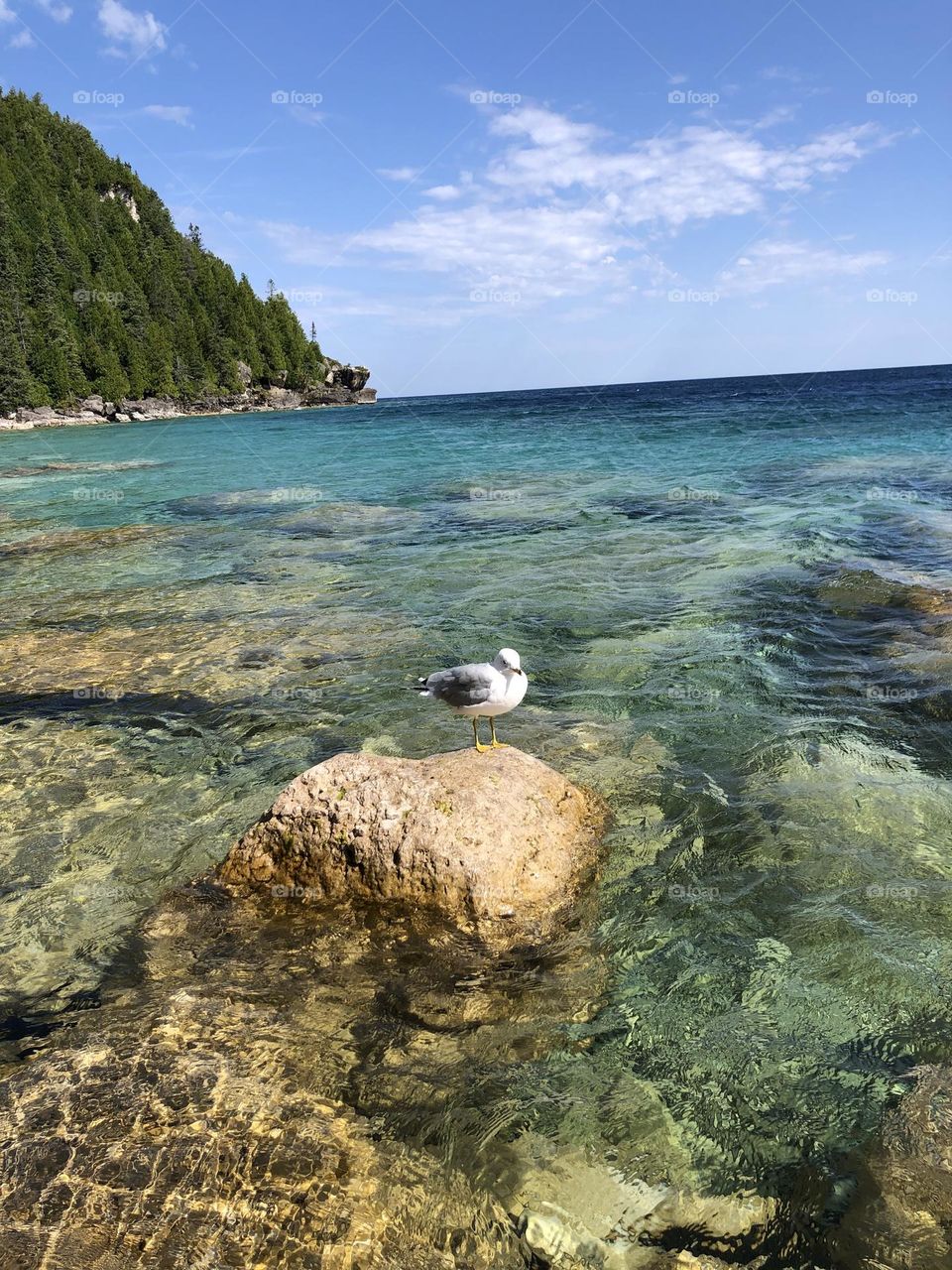 White and gray bird over the rock on the lake