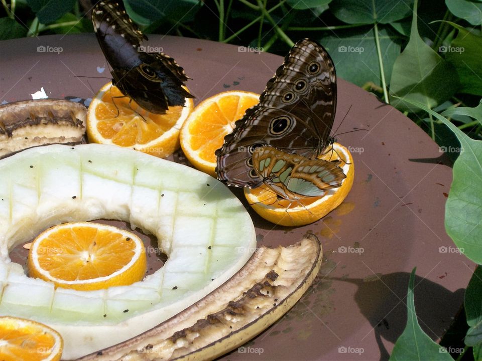 butterflies on fruit