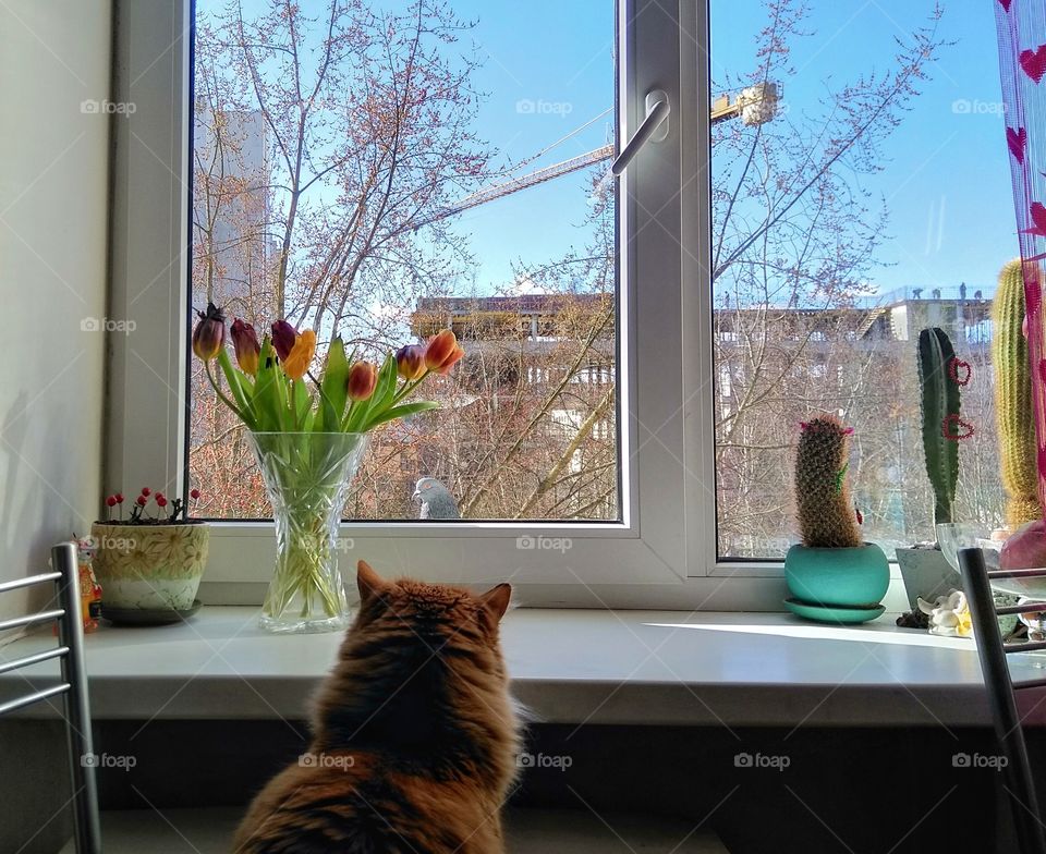 cat pet sitting on a window and bird dove