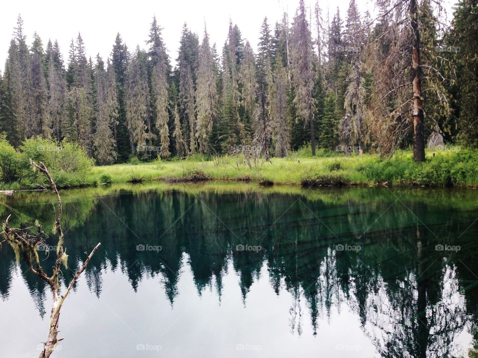 Forest reflected on lake