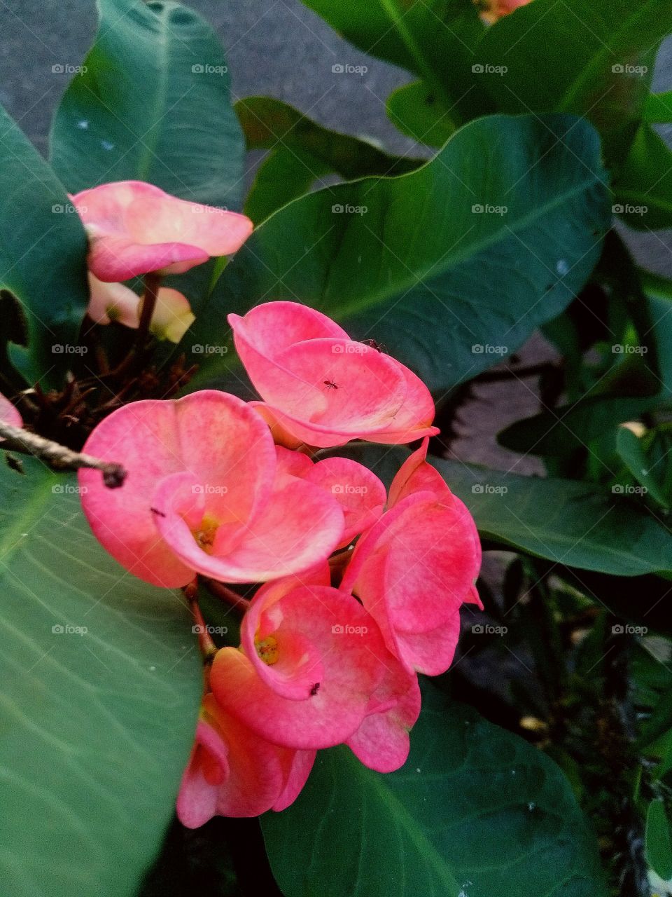 popi flowers