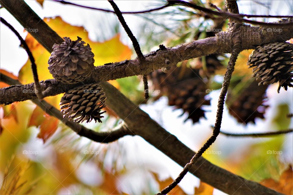 Pine Cones