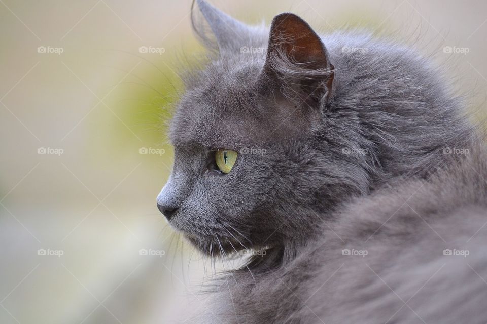 Side view of a grey cat