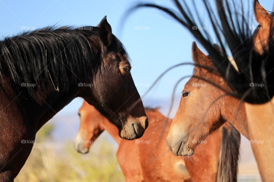 Group of wild stallion colts 