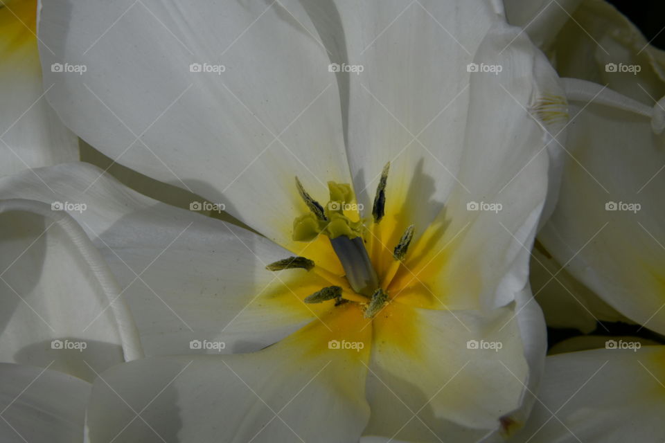 Jardín botánico, Madrid