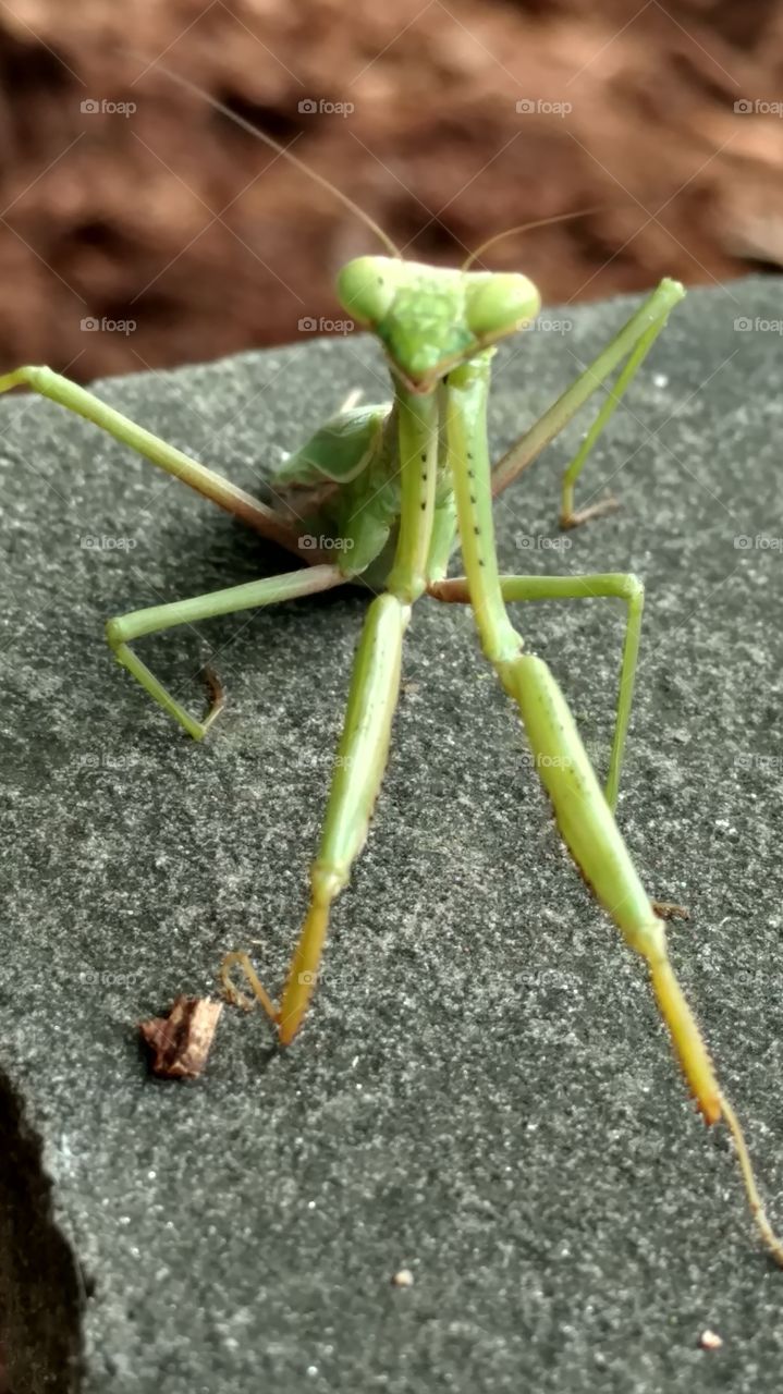 Nature, No Person, Leaf, Invertebrate, Outdoors