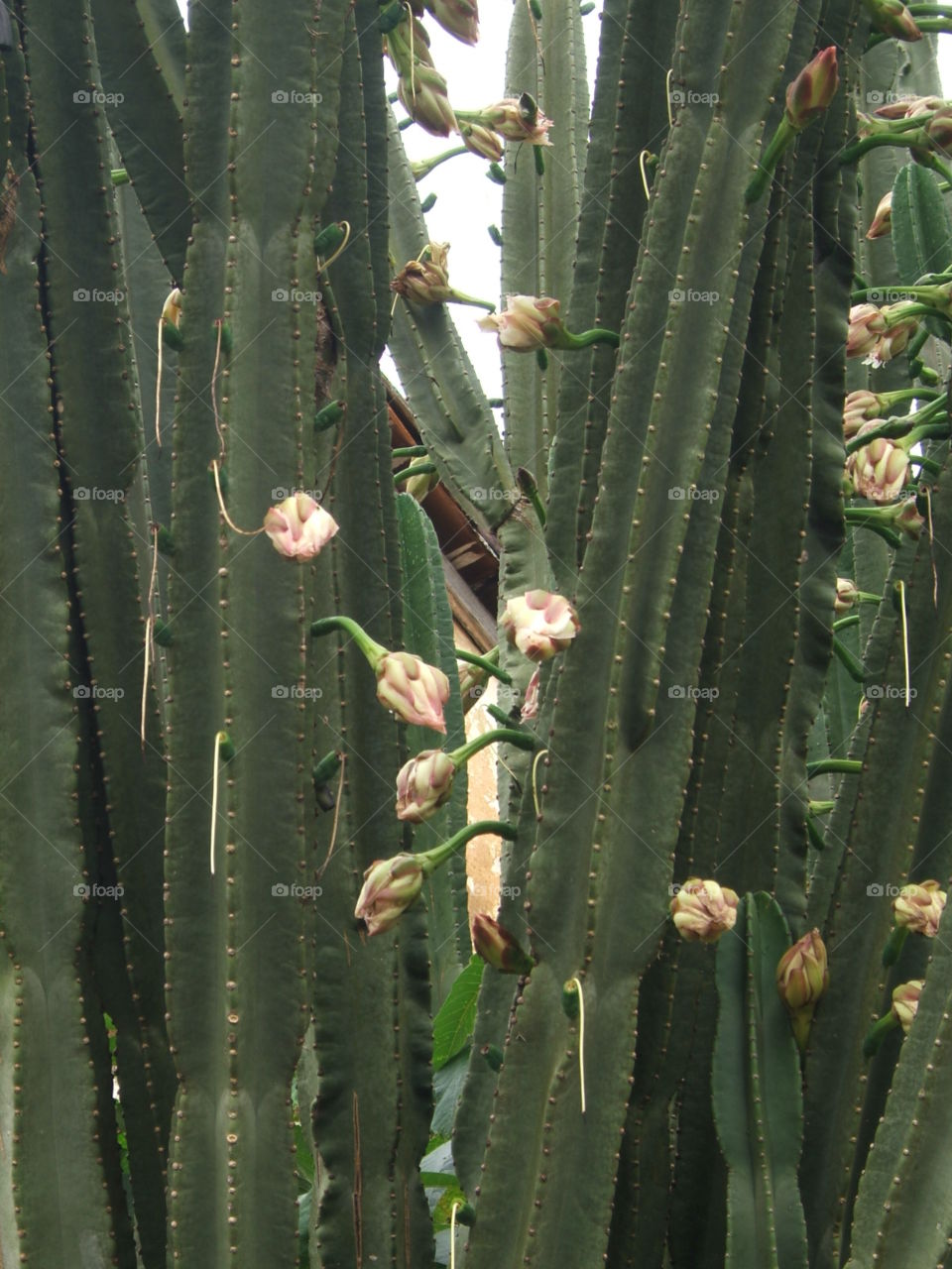 dourado cactus 2009