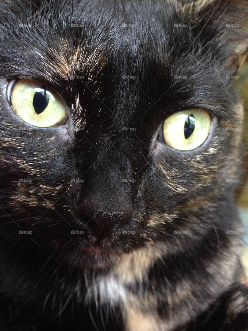 Close up with the cat