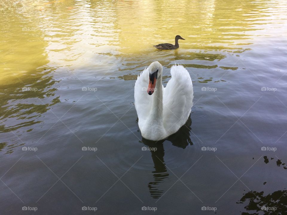 Swan and duck