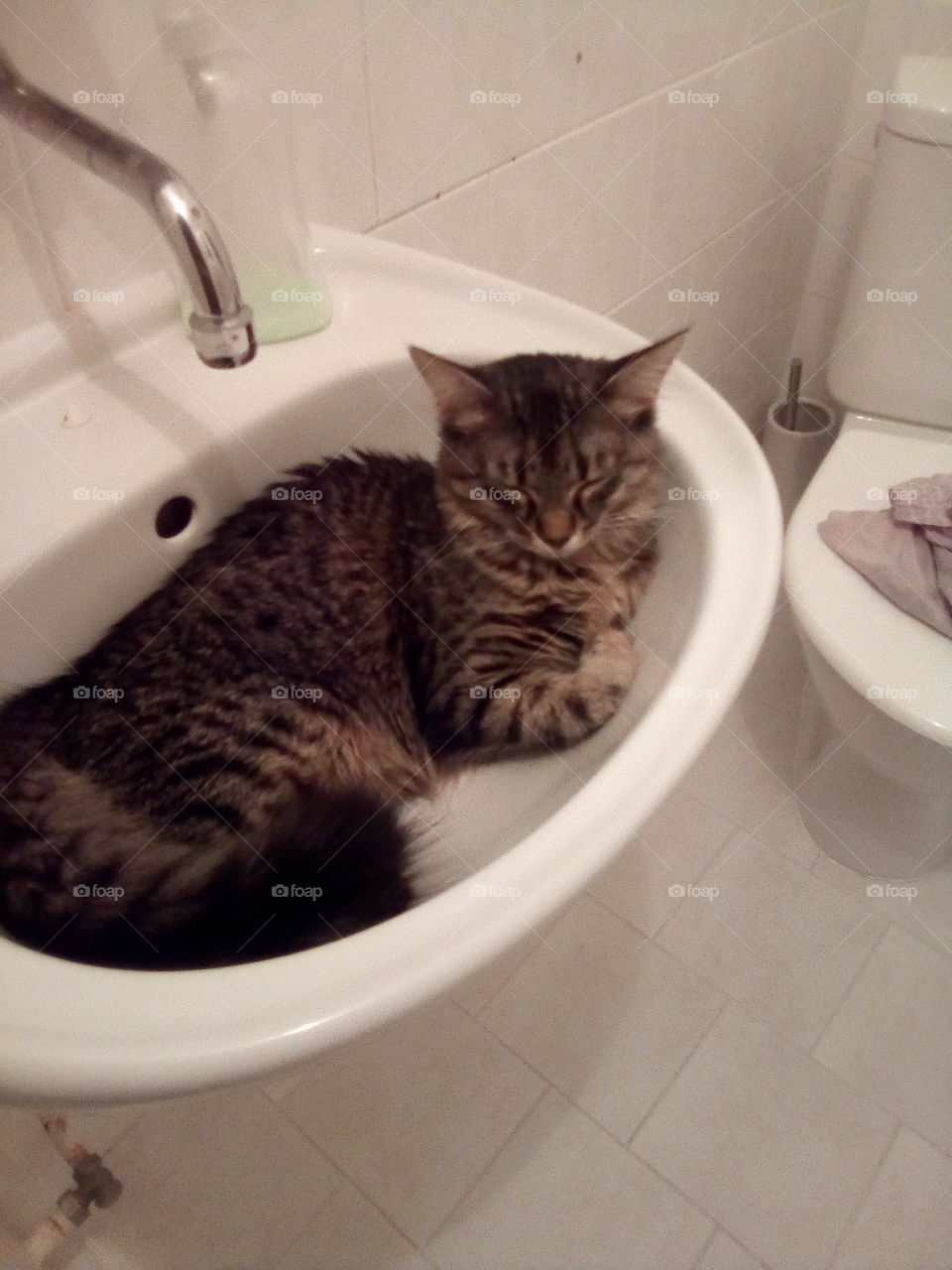 Cute cat sleeping in wash basin