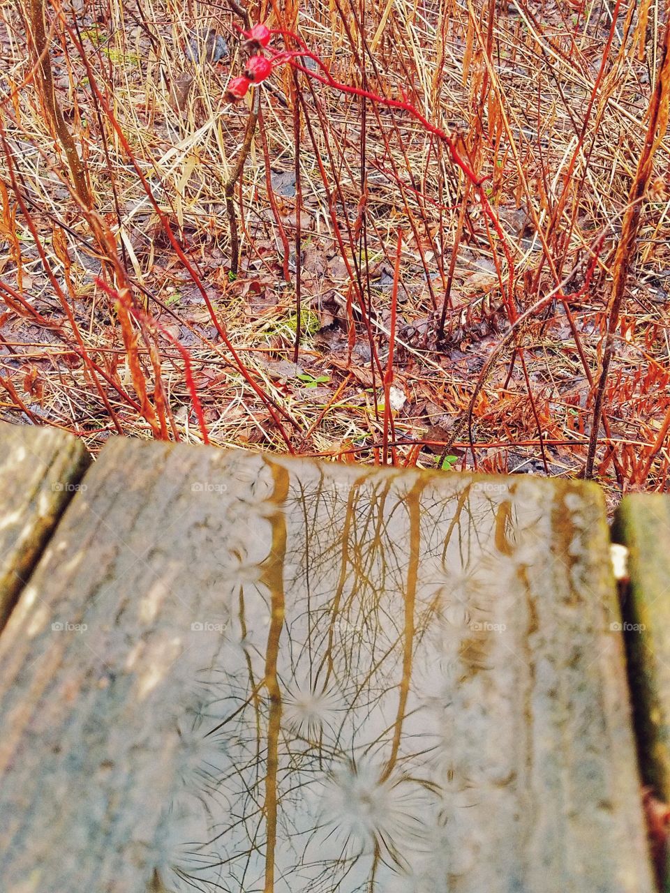 Reflections in Raindrops