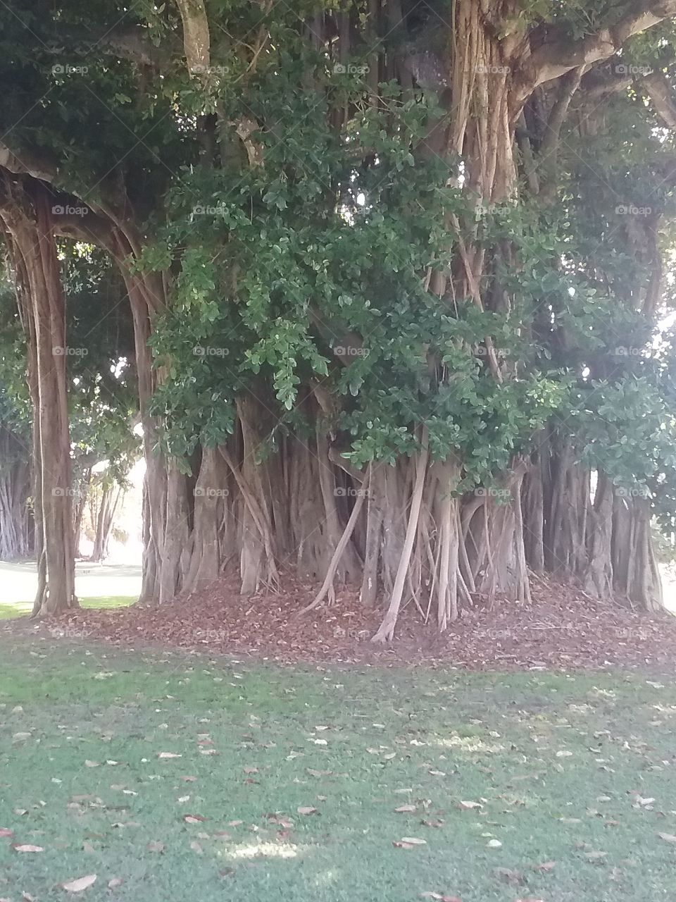 enormous fig tree
