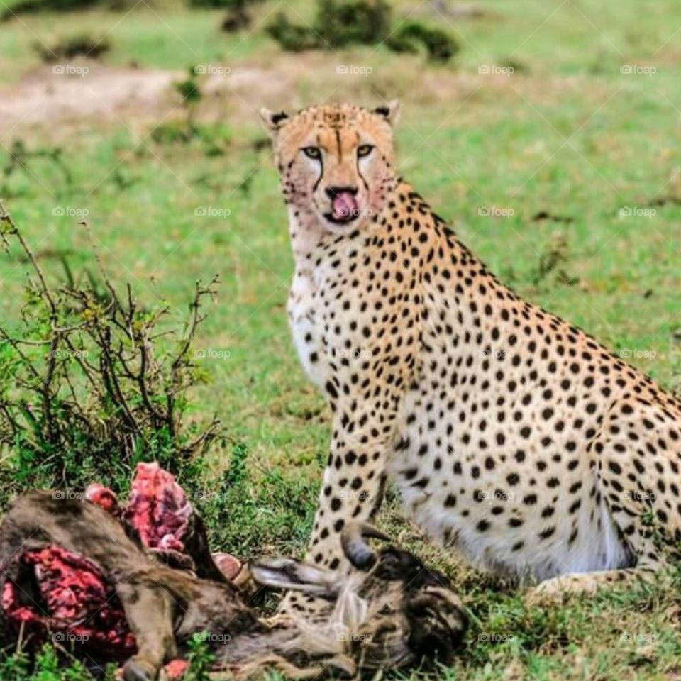 Cheetah at Serengeti National park