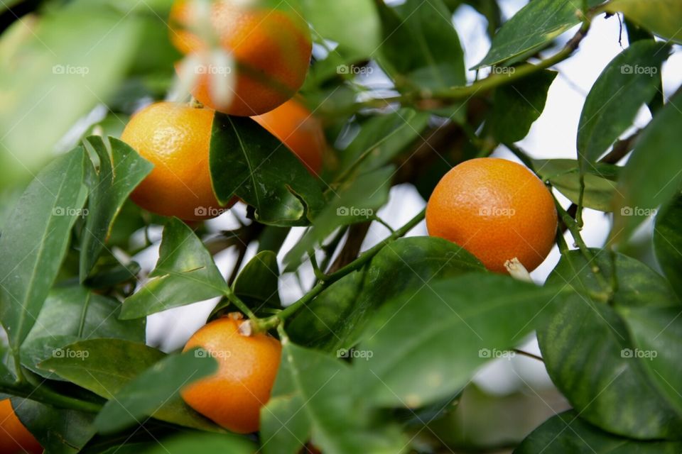 Closeup looking through leaves of orange tree at nice ripe fruit hanging from branches in sunlight
