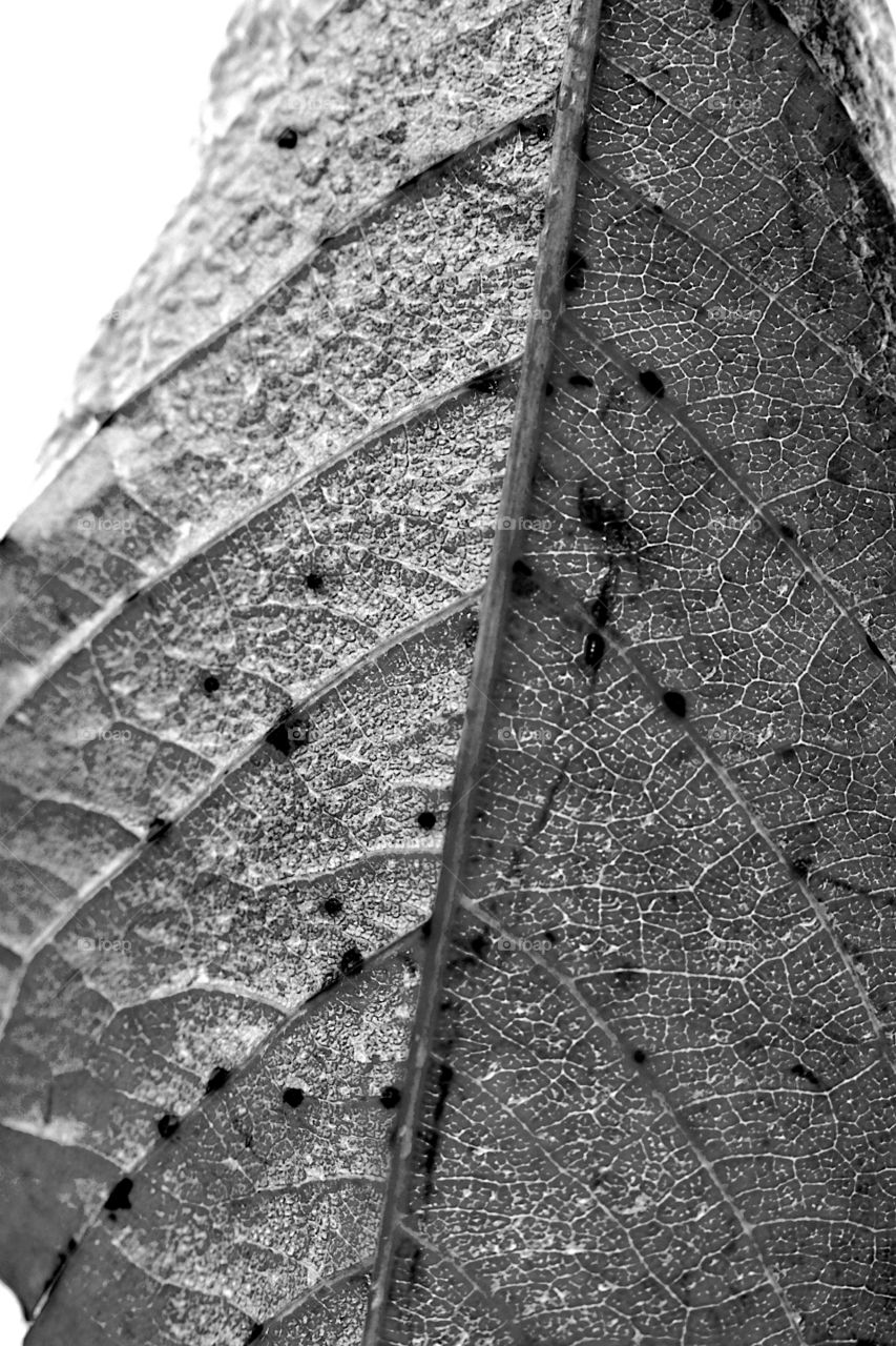 Autumn leaf: Cherry tree