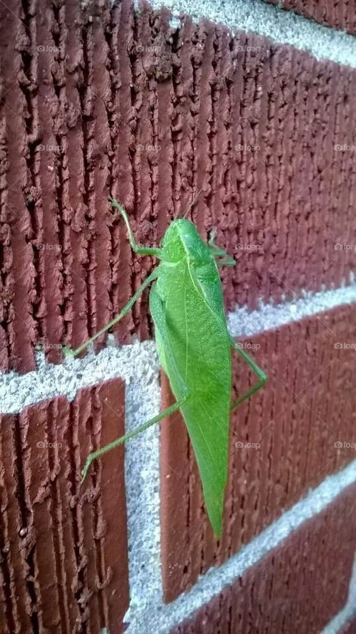 katydid