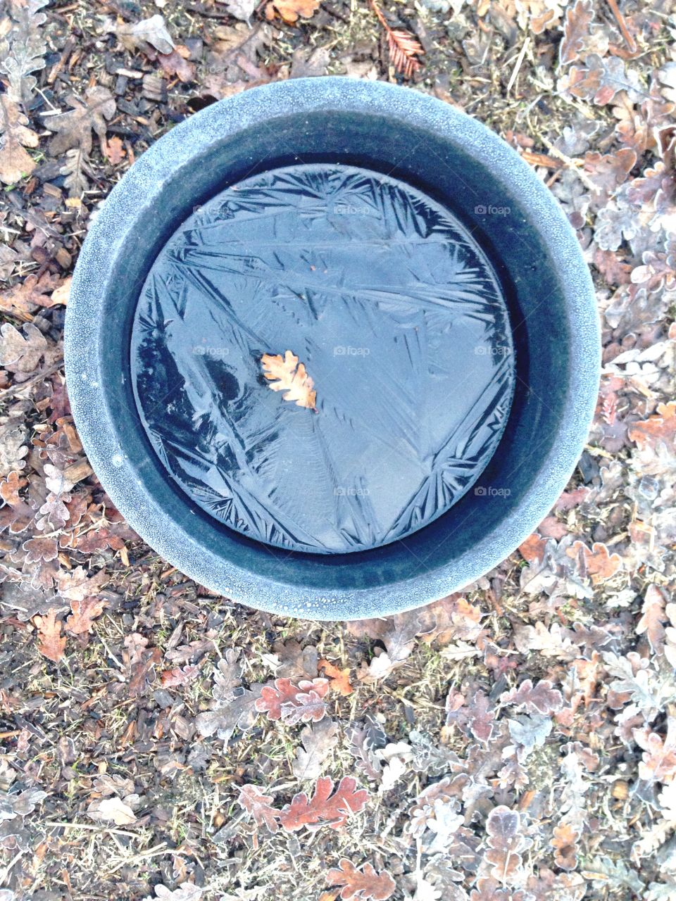 Frozen Water Bowl with Oak Leaf