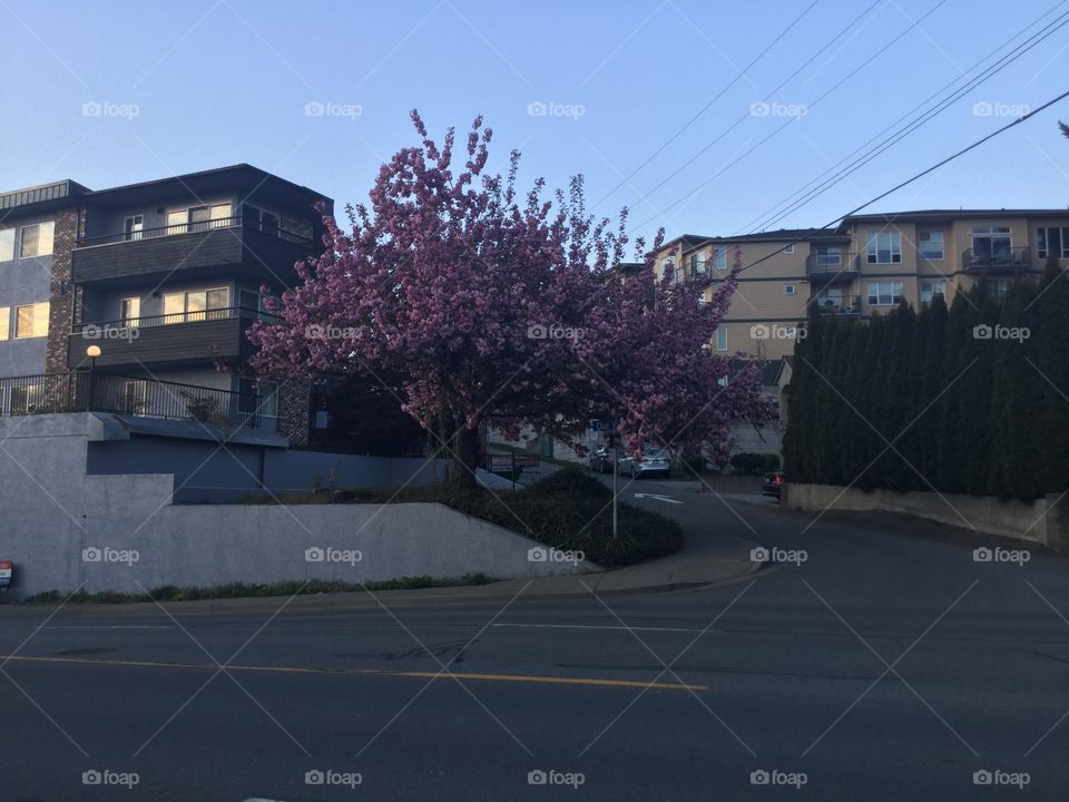 Cherry Blossoms in front of the condominiums