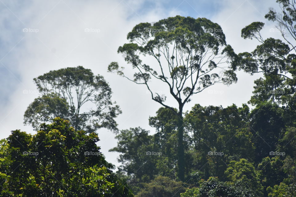 Trees in the jungle # Crazy tall