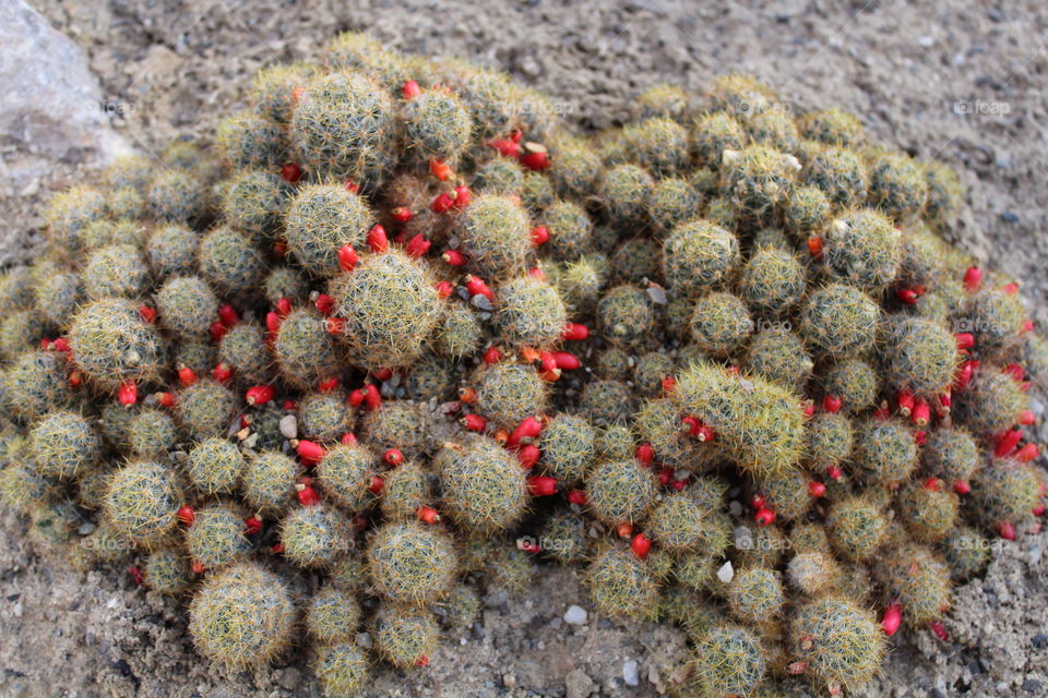 beautiful cactus with red elements