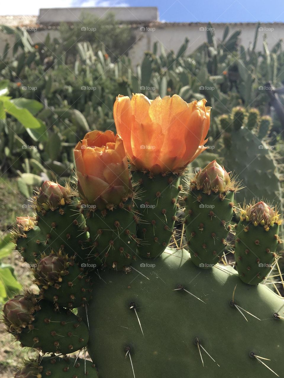 Blooming cactus with buds and flowers 