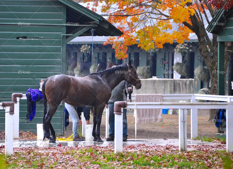 Saratoga in the Fall. Saratoga during Autumn, can't get any better. Leaves changing colors as this racehorse gets a bath in the brisk cool air
