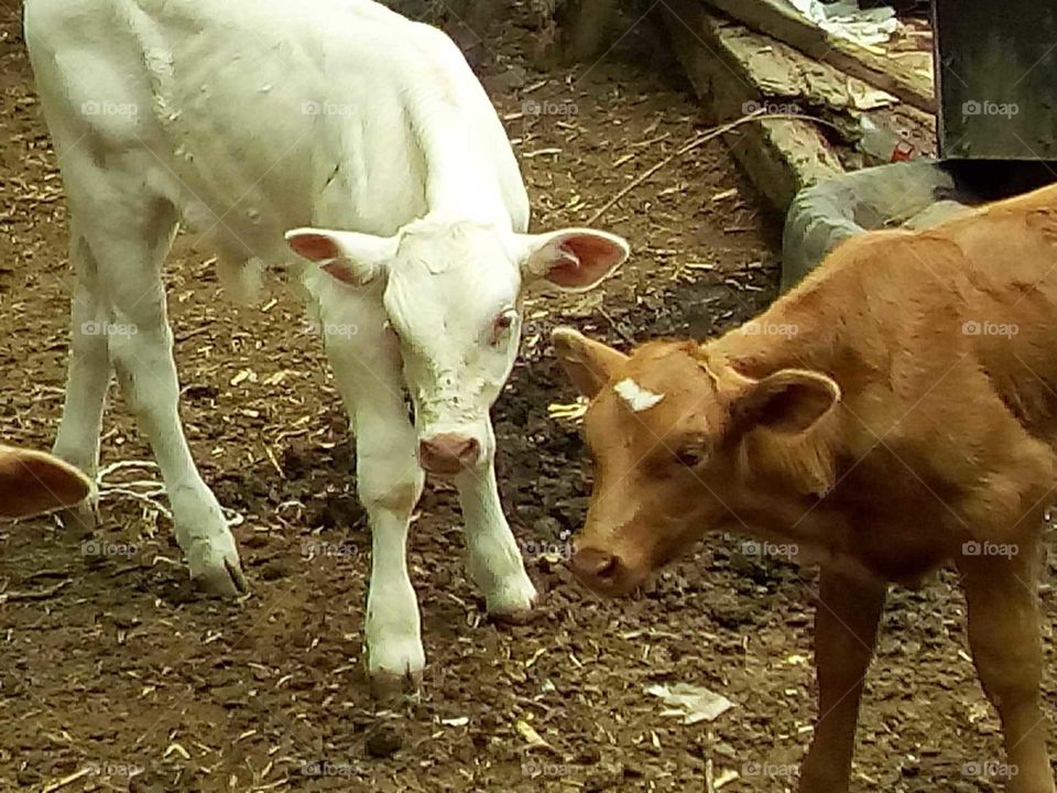 terneros asustados con personas extrañas