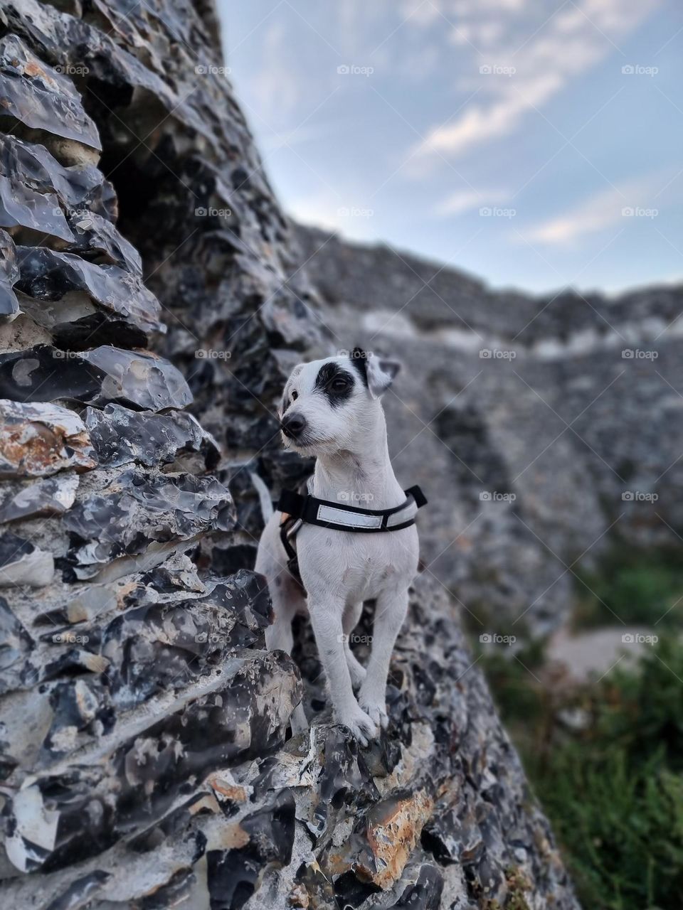 Parson Russell Terrier