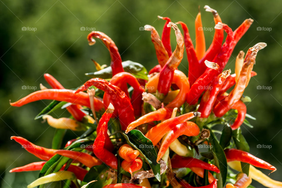 Close-up of a red chilli pepper