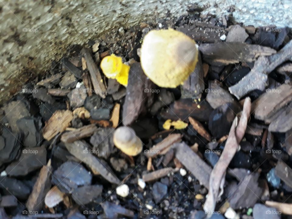 small yellow magic mushrooms