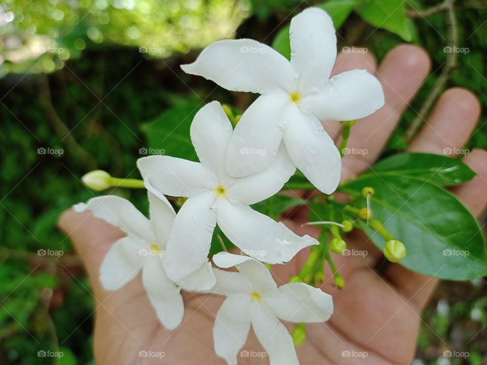 crepe jasmine flower in hand