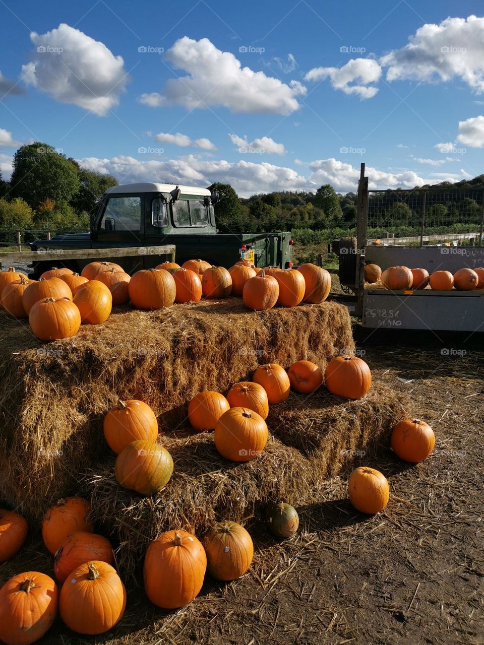 Pumpkins farm. Autumn vibes.