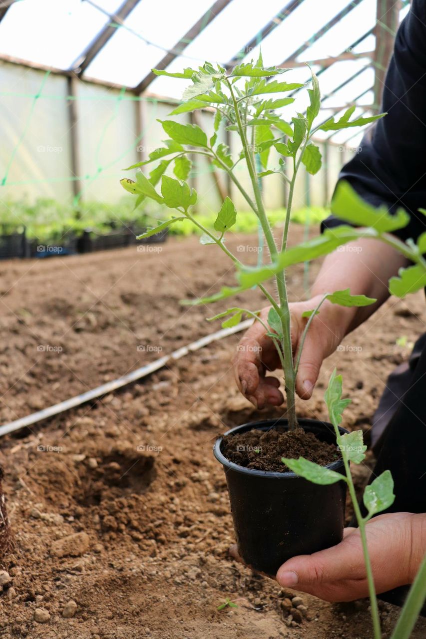 Plant Plants to Celebrate Earth Day