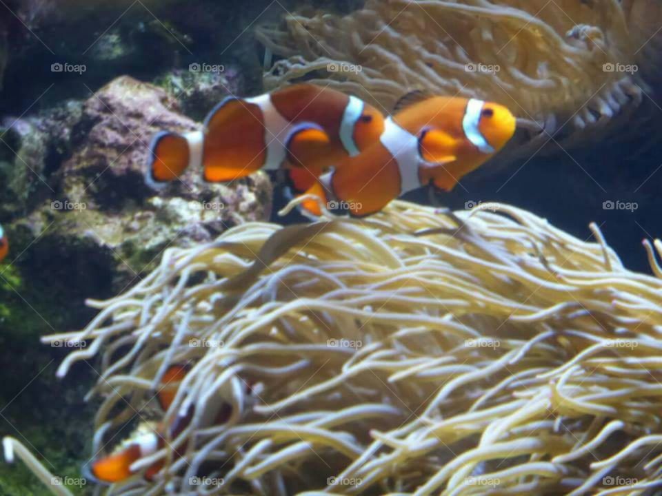 Clownfish in corals.