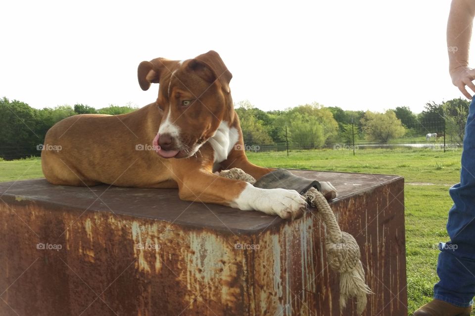 A young puppy dog looking to the side on a metal box with her rope bone and green eyes and grass in spring