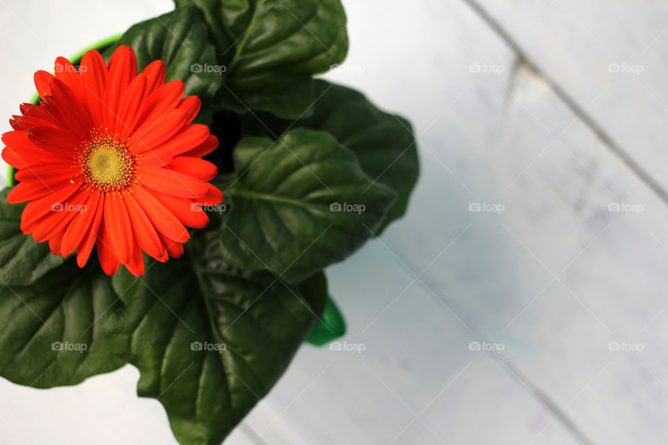 Big and beautiful red flower on a white background