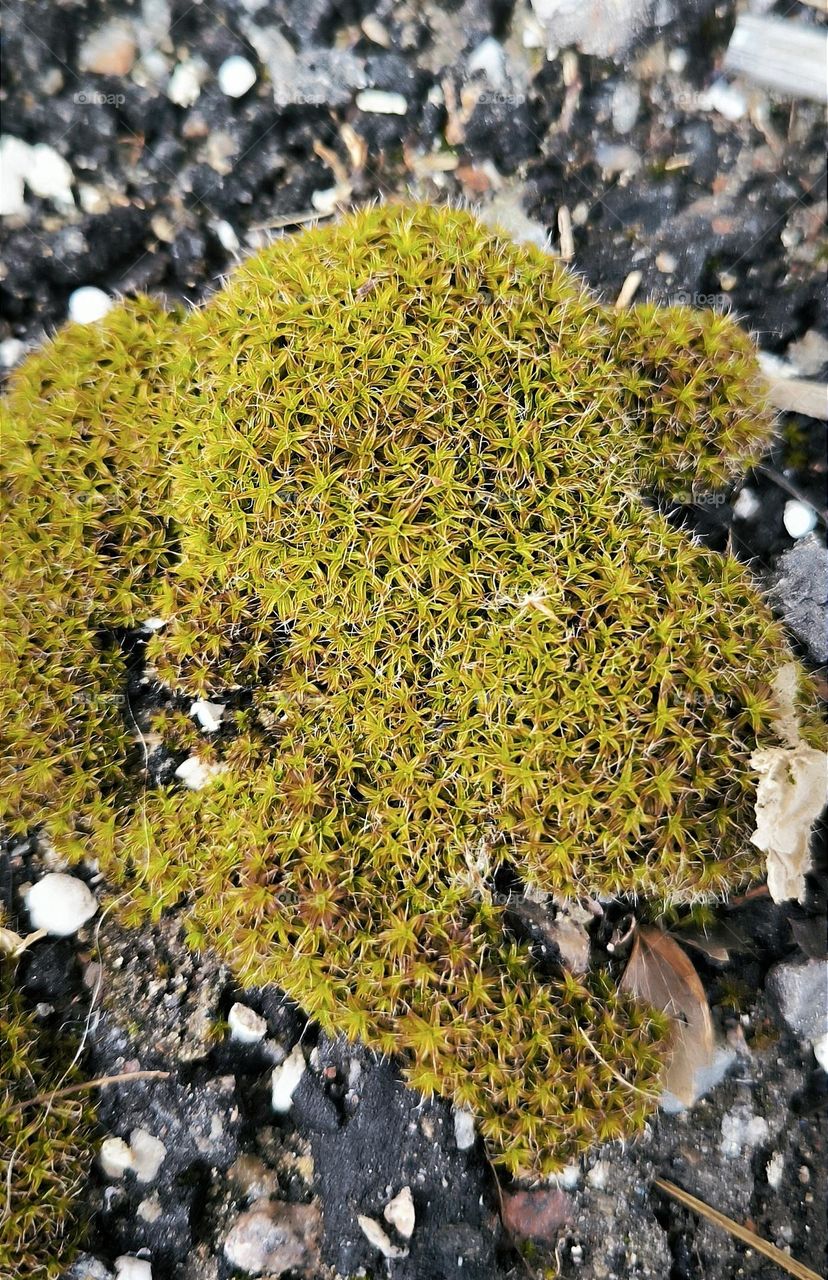 moss
