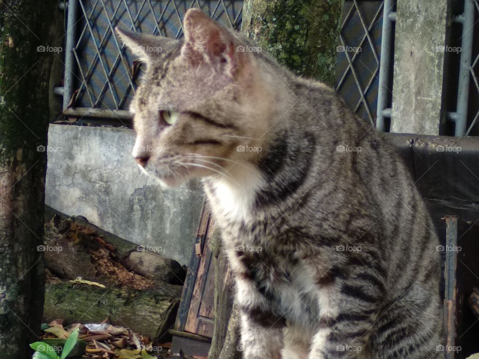 Wolf's Cat From The Side